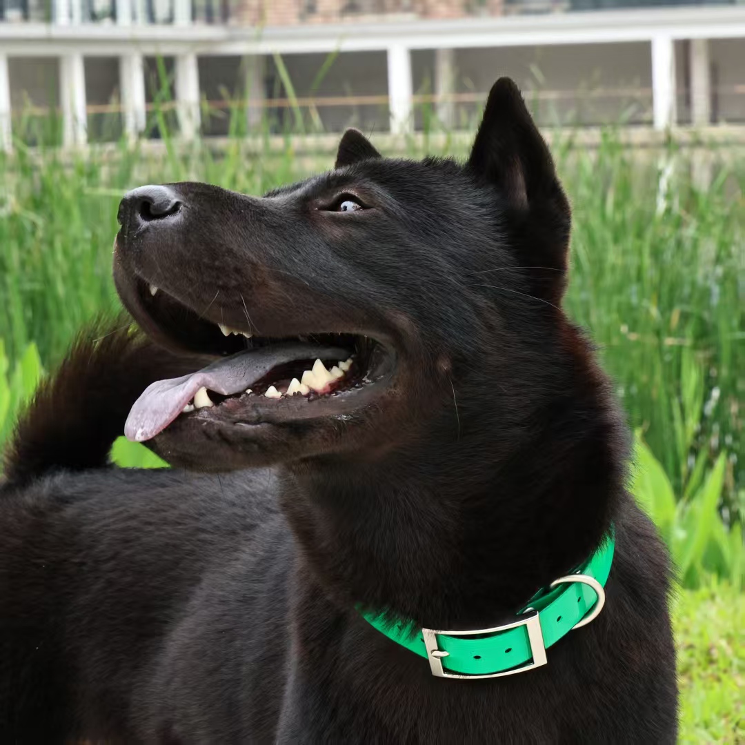 Obroża dla psa z wytrzymałego  – Outdoor Hunting Dog Collar recenzja i cena